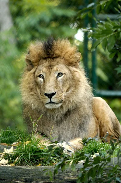 León Depredador Animal Depredador Felino — Foto de Stock