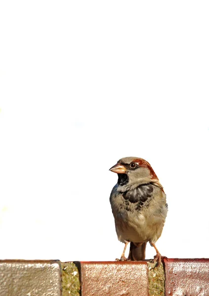 Szenischer Blick Auf Niedlichen Sperling Vogel — Stockfoto