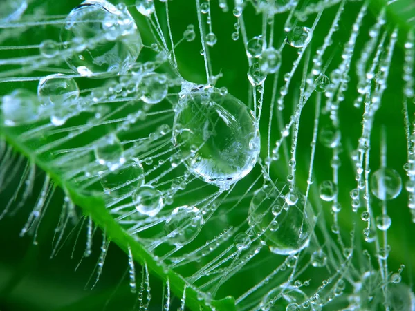 Morning Dewdrops Grass Close — Stock Photo, Image