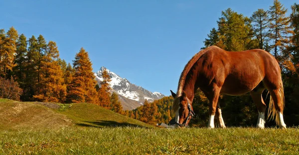 Été Indien Engadine — Photo