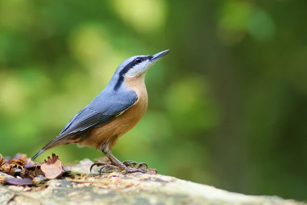 Eurázsiai Nuthatch Kis Passerine Madár — Stock Fotó