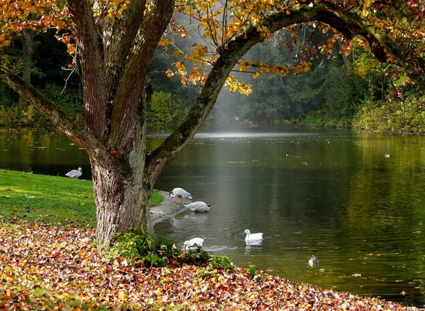 Otoño Parque —  Fotos de Stock