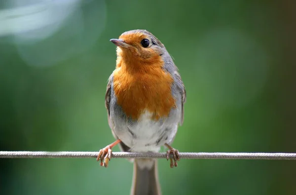 Pemandangan Indah Burung Robin Alam — Stok Foto