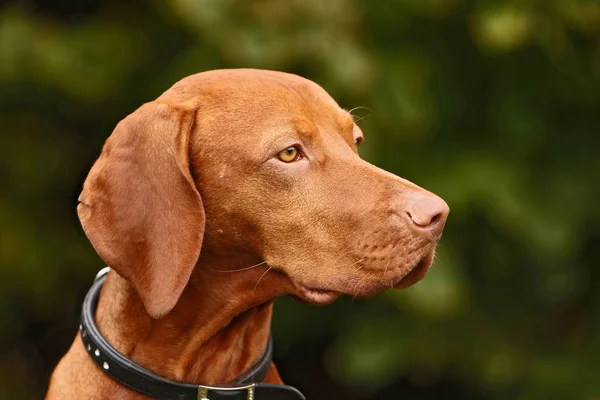 Macar Vizsla Kahverengi Köpek — Stok fotoğraf