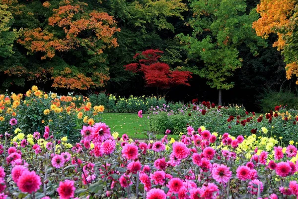 Vista Ravvicinata Della Bellissima Dalia Fiorita — Foto Stock