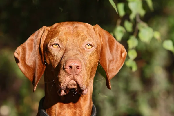 匈牙利Vizsla 棕色狗 — 图库照片