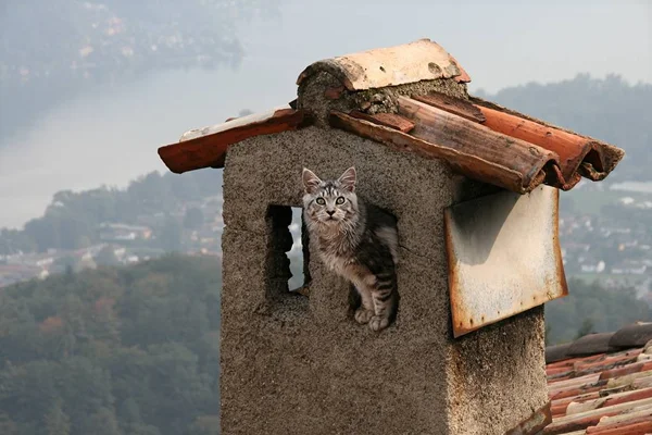 Kočka Střeše — Stock fotografie