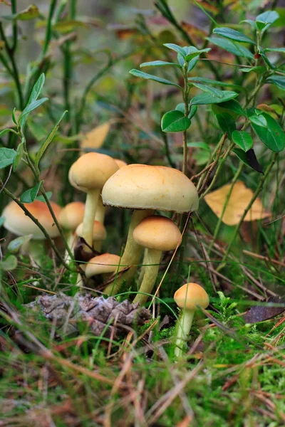 Growing Mushrooms Forest Nature Background — Stock Photo, Image