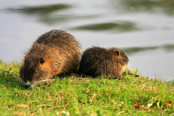 Nutria Zwierzę Przyrodzie Myocastor Coypus — Zdjęcie stockowe