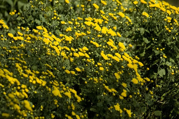 Hermoso Plano Botánico Fondo Pantalla Natural —  Fotos de Stock