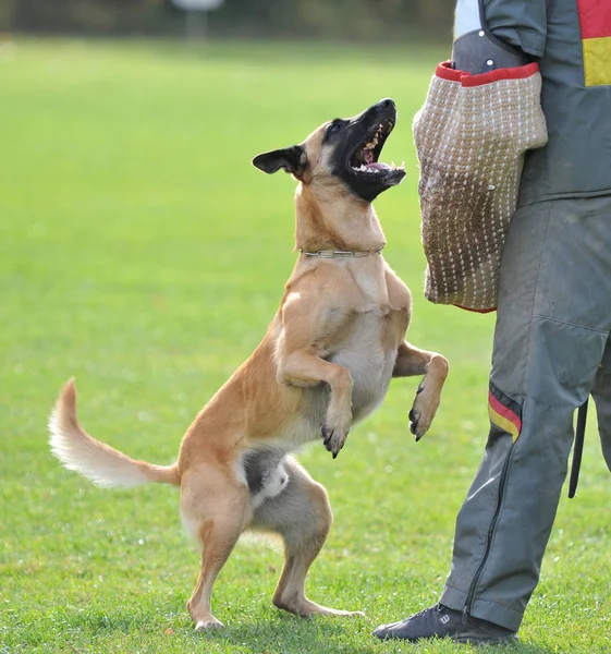 Portrait Cute Dog — Stock Photo, Image