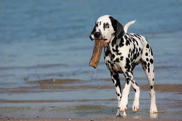 Chien Dalmate Animal Compagnie Noir Blanc — Photo