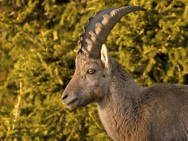 Kozorožec Přírodě Fauna — Stock fotografie