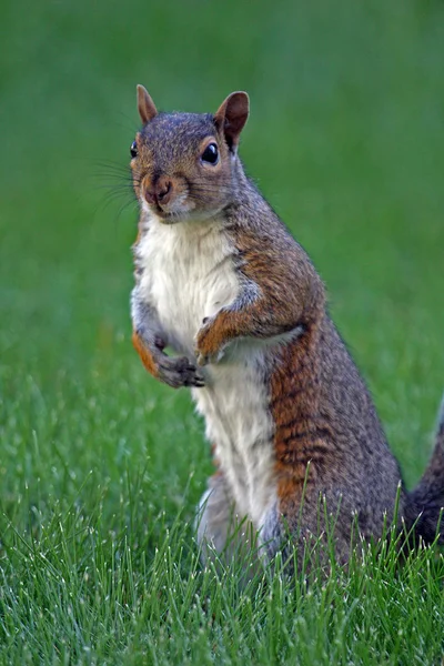 Eichhörnchen Nagetier — Stockfoto