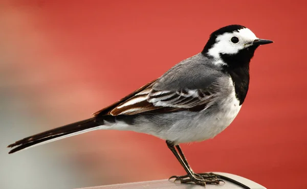 Aussichtsreiche Aussicht Auf Schöne Vögel Der Natur — Stockfoto