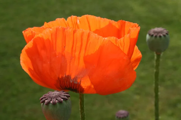 Rote Mohnblume Auf Der Wiese — Stockfoto