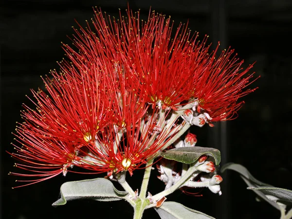 Fioritura Fiori Floreale Sfondo — Foto Stock