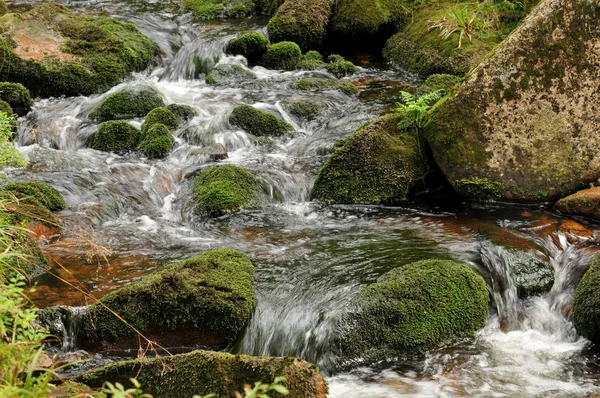 Petit Ruisseau Dans Harz Supérieur — Photo