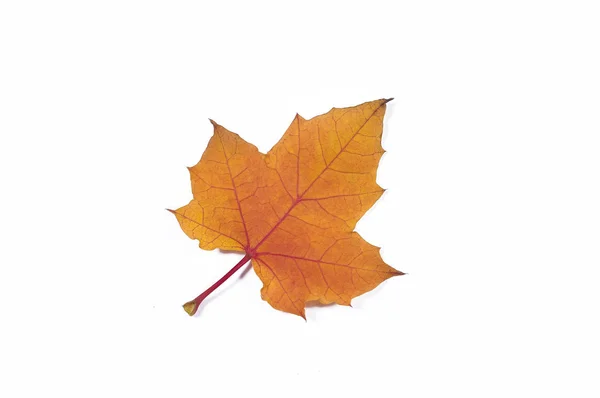 Baum Blätter Laub Blatt — Stockfoto