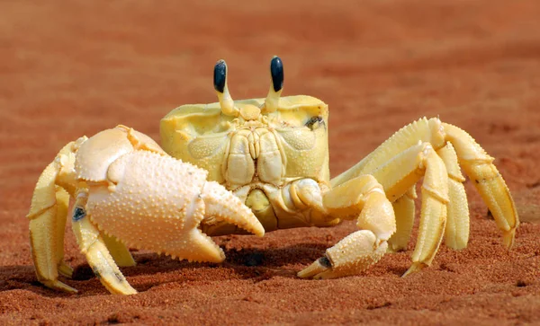 Crabe Sur Plage — Photo