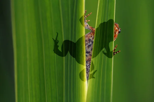 Mladá Zvířata Selektivní Zaměření — Stock fotografie