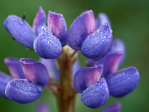 Güzel Lupin Çiçeğinin Manzarası — Stok fotoğraf