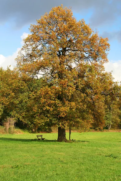 Hermoso Follaje Colorido Otoño —  Fotos de Stock