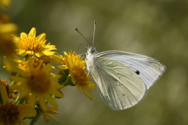 Vista Primer Plano Hermosa Mariposa Colorida — Foto de Stock