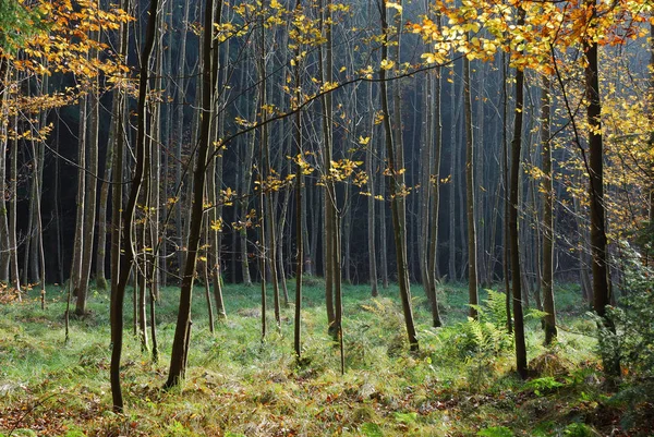 Krásný Výhled Přírodu — Stock fotografie