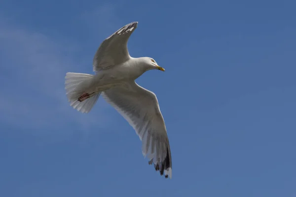 Malerischer Blick Auf Schöne Möwenvögel Der Natur — Stockfoto