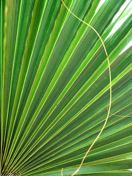Verde Palma Tropical Fondo — Foto de Stock