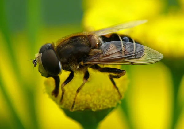 Mistbiene Also Mudbine Pseudo Semitrackfly Eristalis Tenax — Stock Photo, Image