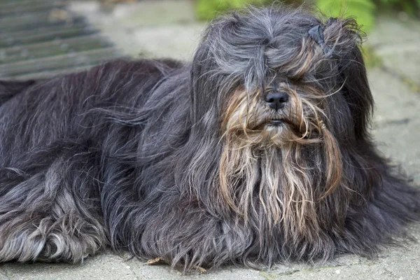 Portret Van Een Schattige Hond — Stockfoto