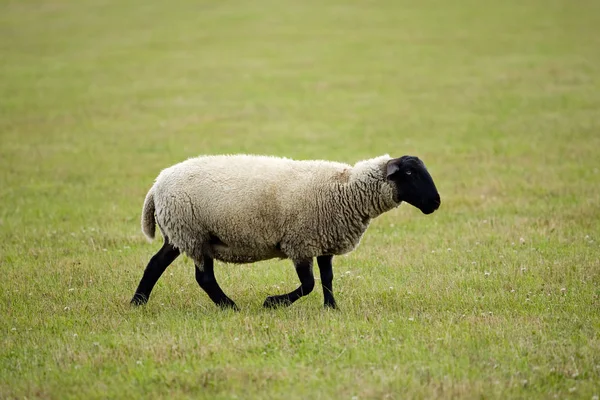 Otlaktaki Koyunlar — Stok fotoğraf