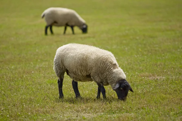 Schafe Auf Einer Wiese — Stockfoto