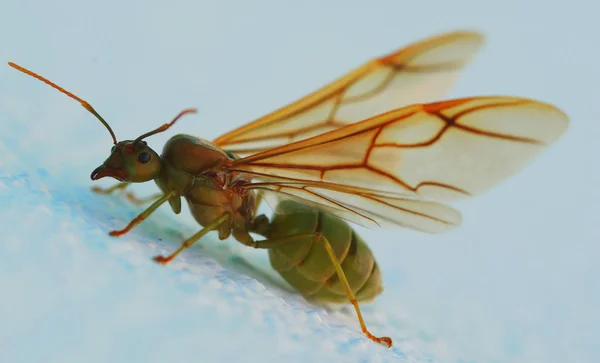 自然界における昆虫の密接な眺め — ストック写真