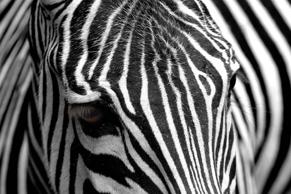 Полосатая Зебра Млекопитающее — стоковое фото