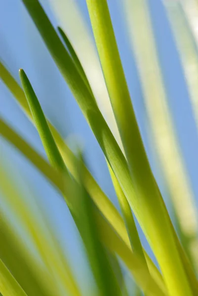 Sluiten Van Groen Gras — Stockfoto