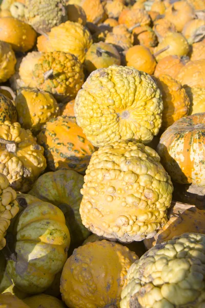 Pompoenen Pompoenen Plantaardige Producten — Stockfoto