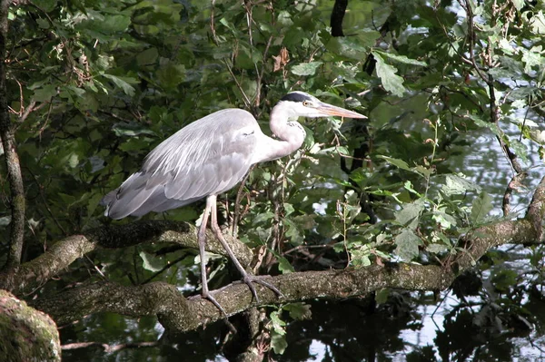 Vista Panorámica Garza Pájaro Naturaleza — Foto de Stock