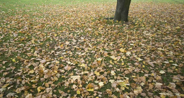 Schöne Bunte Herbstblätter — Stockfoto