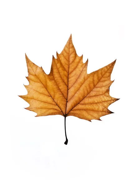 Autumn Leaves Fall Season Foliage — Stock Photo, Image