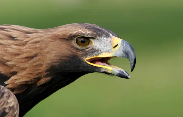Golden Eagle Aquila Chrysaetos — Stock Photo, Image
