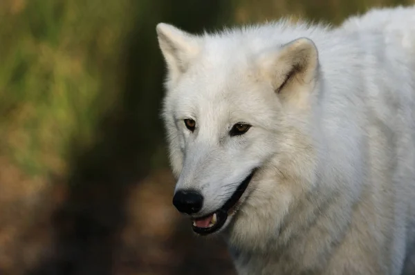 Polarwolf Canis Lupus Arctos — Stock Photo, Image