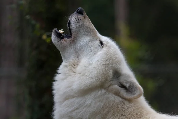 自然の中での野生のオオカミの景観 — ストック写真