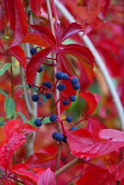 Herfst Bladeren Herfst Seizoen Gebladerte — Stockfoto