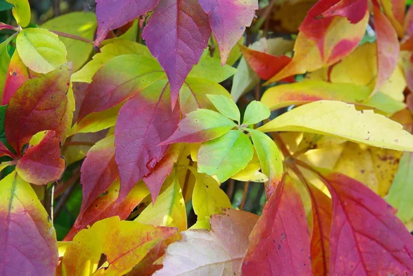 Herbstblätter Herbstzeit Laub — Stockfoto