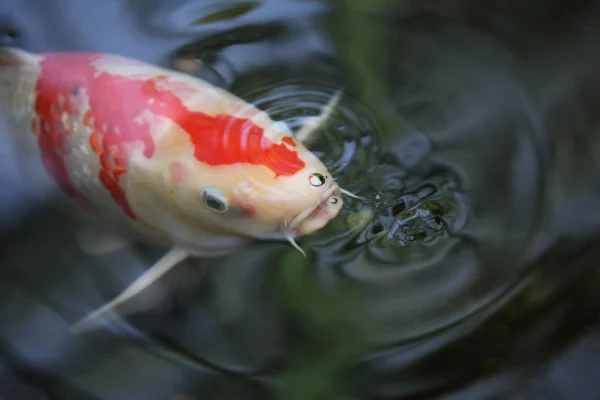Menutup Dari Ikan Koi Air Tawar Kolam — Stok Foto