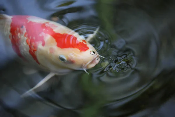 Fechar Peixe Koi Água Doce Lagoa — Fotografia de Stock