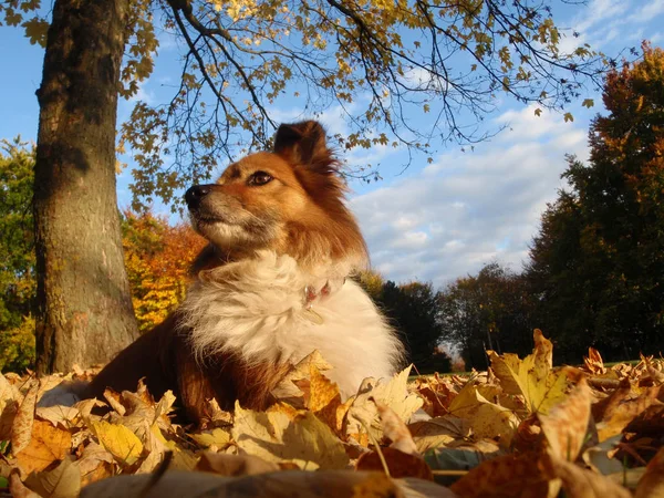 Portret Van Een Schattige Hond — Stockfoto